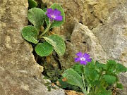 31 Primula Albenensis  (Primula del Monte Alben) nei pressi del Bivacco Plana (1280 m)